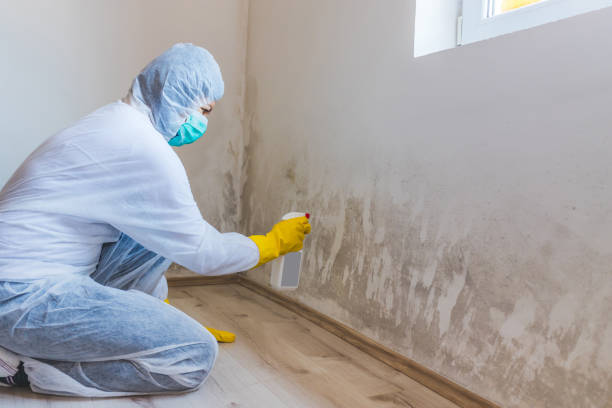 Licensed Basement Mold Remediation service in Rapid City, MI - Car Mold Remediation