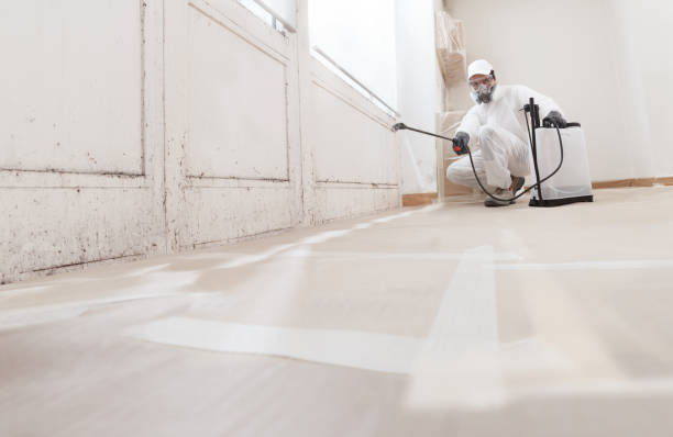 24/7 Emergency Basement Mold Remediation experts in Rapid City, MI