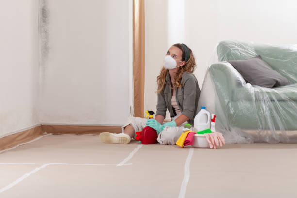 Reliable Basement Mold Remediation contractor in Rapid City, MI by Car Mold Remediation
