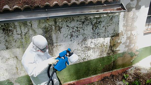 Top rated local Basement Mold Remediation specialists in Rapid City, MI